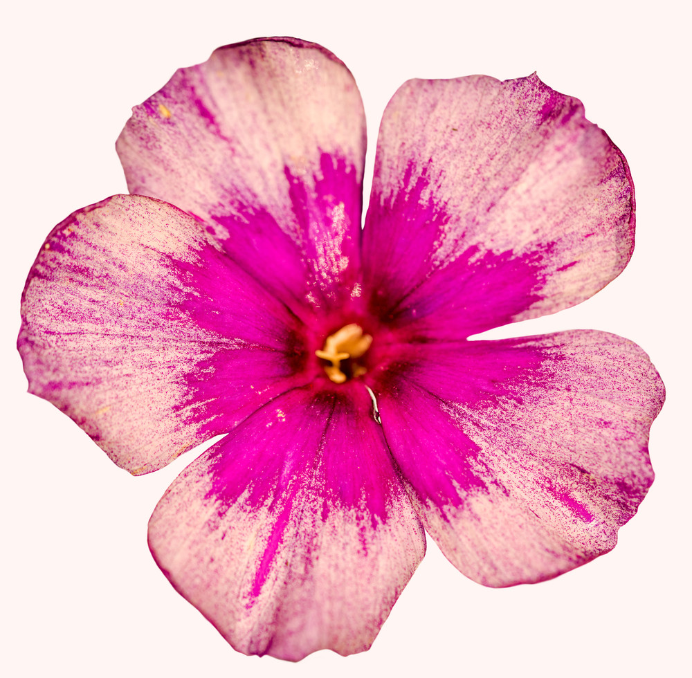 studio shot of pink colored phlox isolated on white background.