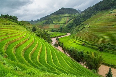 green rice fields on terraced in mu cang chai, vietnam