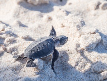 small green sea turtle (chelonia mydas), also known as black (sea) turtle, or pacific green turtle on his way to the sea on a beach in tanzania, africa, shortly after hatching from his egg.