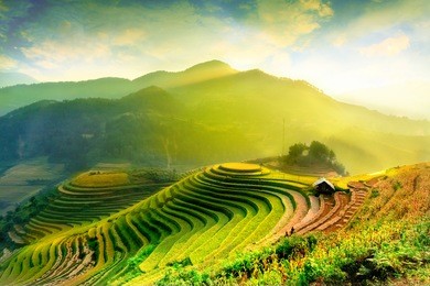 rice fields on terraced of mu cang chai, yenbai, vietnam. vietnam landscapes.