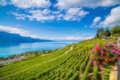 beautiful scenery with rows of vineyard terraces in famous lavaux wine region, unesco world heritage site since 2007, overlooking the northern shores of lake geneva, canton of vaud, switzerland
