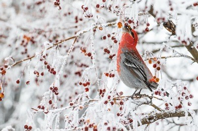 runoff from yellowstone's mammoth hot springs forms intricate travertine patterns that are overtaking two drowned trees.