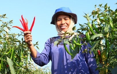 middle aged woman farmer, with red organic chili on hand