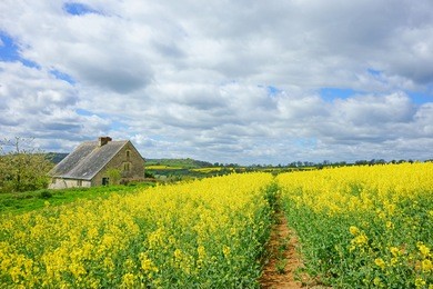 a footpath through a field of oil seed rape near to a cotswold farm house in spring, the cotswolds, gloucestershire, united kingdom