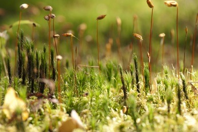 blooming moss in the forest macro. fresh moss sprouts and blooms