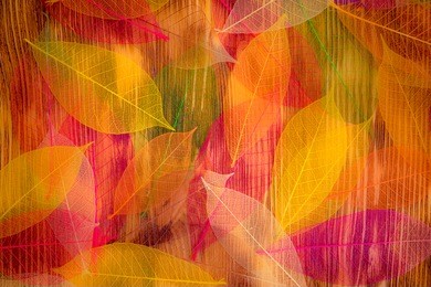 autumn leaves texture. abstract background