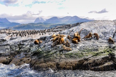 a big group of seals and sea lions, beagle channel, ushuaia, argentina
