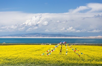 qinghai lake blooming canola flower
