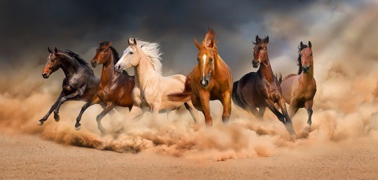 horse herd run in desert sand storm against dramatic sky