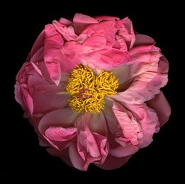 vibrant pink peony isolated on black background