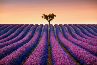 lavender flowers blooming field and a lonely tree uphill on sunset. valensole, provence, france, europe.