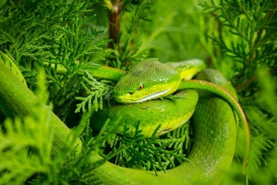 green pit viper, asian pit viper in nature.