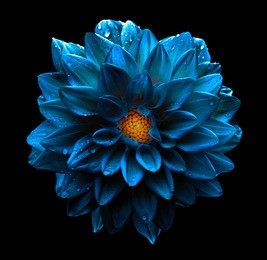 surreal dark chrome blue flower dahlia macro isolated on black