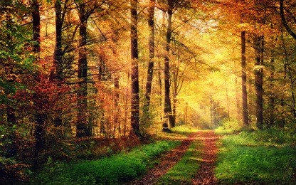 autumn forest scenery with rays of warm light illumining the gold foliage and a footpath leading into the scene