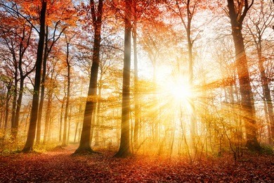 warm autumn scenery in a forest, with the sun casting beautiful rays of light through the mist and trees