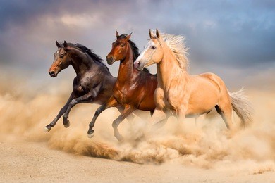 group of horse run gallop in sand
