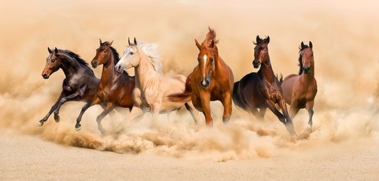 horse herd run in desert sand storm