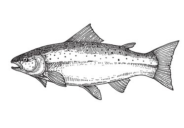 salmon fish vector illustration.