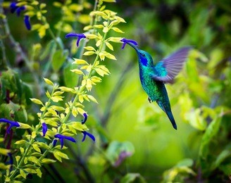 the incredibly beautiful green violet eared hummingbird in the central mountains of mexico. this is a rare picture of a medium sized hummingbird that is very elusive and shy and is one special bird. 