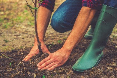planting a tree. close-up on young man planting the tree while working in the garden