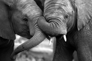 this amazing black and white photo of two elephants interacting was taken on safari in africa. 