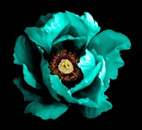 surreal dark chrome cyan peony flower macro isolated on black