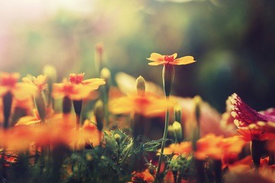 orange flowers in garden flowerbed. vintage nature outdoor autumn photo