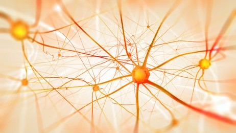 neurons in the brain on light background