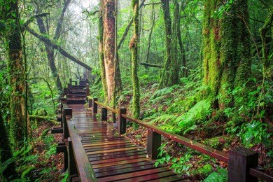 moisture of mountain rain forest doi inthanont national park chiangmai northern of thailand natural destination 