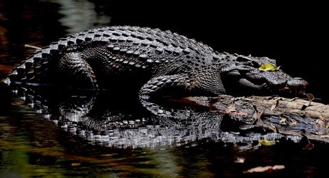 the siamese crocodile (crocodylus siamensis) is a freshwater crocodile native 