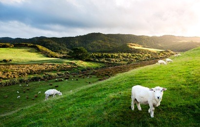 sheep in new zealand.