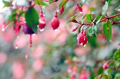 fuchsia flowers in raining day 
