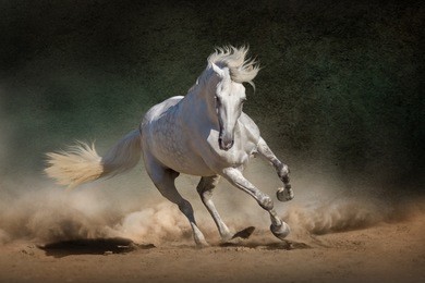 white andalusian horse in desert dust against dark background