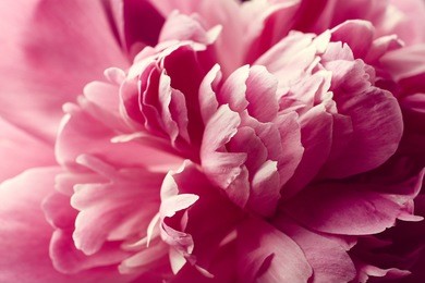 beautiful pink peony flower close up