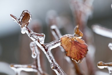 raspberry leaf in frozen icicle