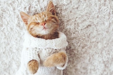 cute little ginger kitten wearing warm knitted sweater is sleeping on the white carpet