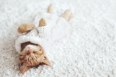cute little ginger kitten wearing warm knitted sweater is sleeping on the white carpet