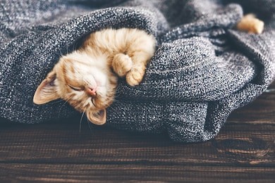 cute little ginger kitten is sleeping in soft blanket on wooden floor