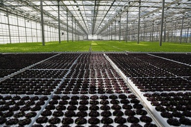 young plants growing in very large plant  in commercial greenhouse