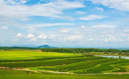 image of tea field at boon rawd farm is one of the largest tea produce in thailand ,chiang rai