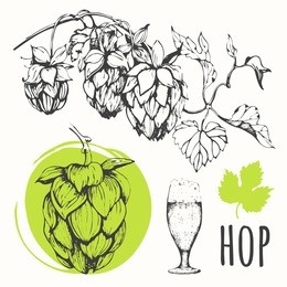 hop beer set. vector illustration of branch of hops. black and white. sketch design.