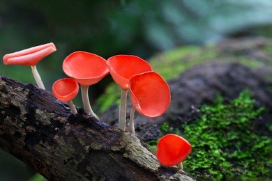 fungi cup red mushroom champagne cup found in the rain forests of central thailand.