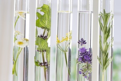 scientific experiment - flowers and plants in test tubes