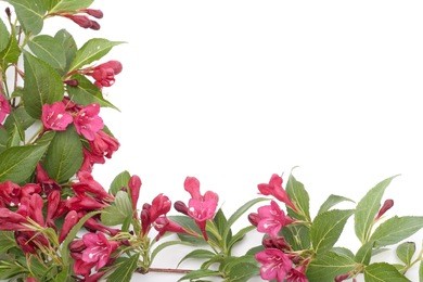 red bell shaped flowers over white background
