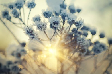 frozen meadow plant, natural vintage winter  background, macro image with sun shining