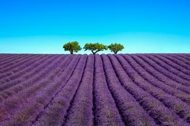 lavender flowers blooming field and a trees uphill. valensole, provence, france, europe.