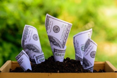 us dollars grow from the ground box ; investment concept