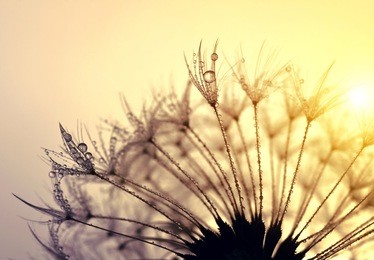 dewy dandelion flower at sunset close up