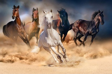 horse herd run in desert sand storm against dramatic sky