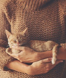 cute ginger kitten sleeps on his owner's hands in warm sweater